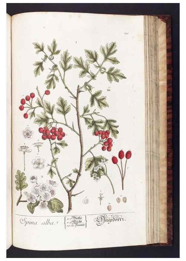 Reproducción/Reproduction 8379537213: Herbarium Blackwellianum emendatum et auctum, id est, Elisabethae Blackwell collectio stirpium. Norimbergae : Typis Io. Iosephi Fleischmanni, 1750-1773.