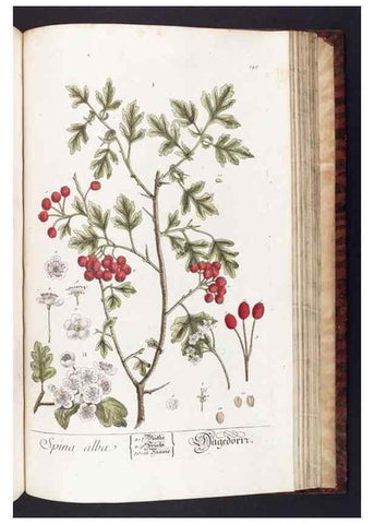 Reproducción/Reproduction 8379537213: Herbarium Blackwellianum emendatum et auctum, id est, Elisabethae Blackwell collectio stirpium. Norimbergae : Typis Io. Iosephi Fleischmanni, 1750-1773.