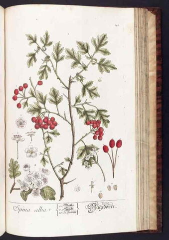 Reproducción/Reproduction 8379537213: Herbarium Blackwellianum emendatum et auctum, id est, Elisabethae Blackwell collectio stirpium. Norimbergae : Typis Io. Iosephi Fleischmanni, 1750-1773.