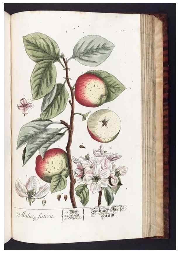Reproducción/Reproduction 8379535259: Herbarium Blackwellianum emendatum et auctum, id est, Elisabethae Blackwell collectio stirpium. Norimbergae : Typis Io. Iosephi Fleischmanni, 1750-1773.