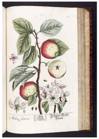Reproducción/Reproduction 8379535259: Herbarium Blackwellianum emendatum et auctum, id est, Elisabethae Blackwell collectio stirpium. Norimbergae : Typis Io. Iosephi Fleischmanni, 1750-1773.