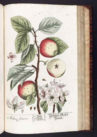 Reproducción/Reproduction 8379535259: Herbarium Blackwellianum emendatum et auctum, id est, Elisabethae Blackwell collectio stirpium. Norimbergae : Typis Io. Iosephi Fleischmanni, 1750-1773.