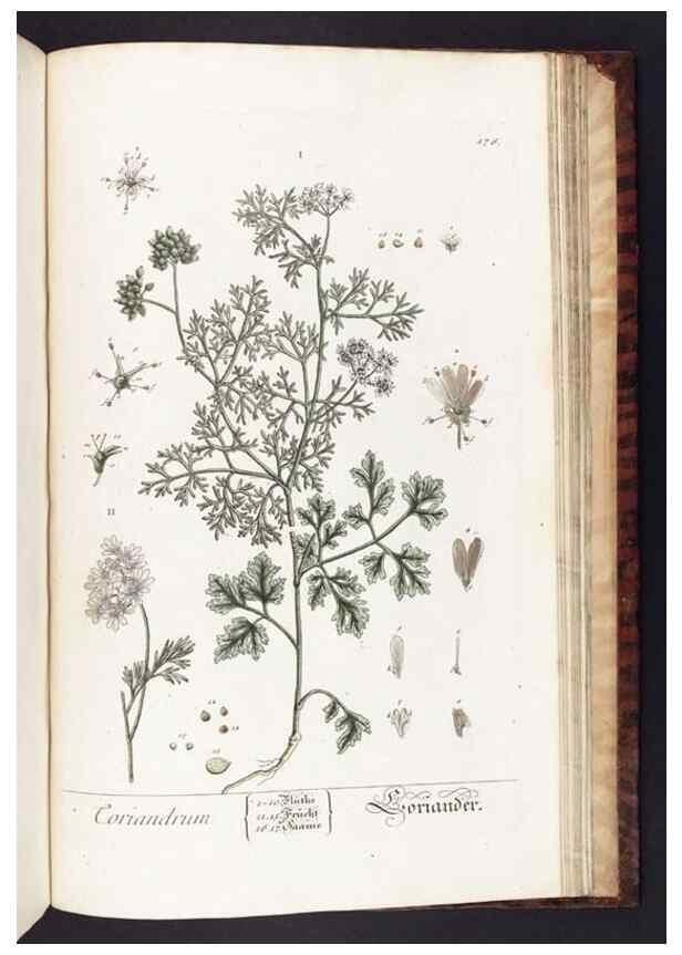 Reproducción/Reproduction 8380623260: Herbarium Blackwellianum emendatum et auctum, id est, Elisabethae Blackwell collectio stirpium. Norimbergae : Typis Io. Iosephi Fleischmanni, 1750-1773.
