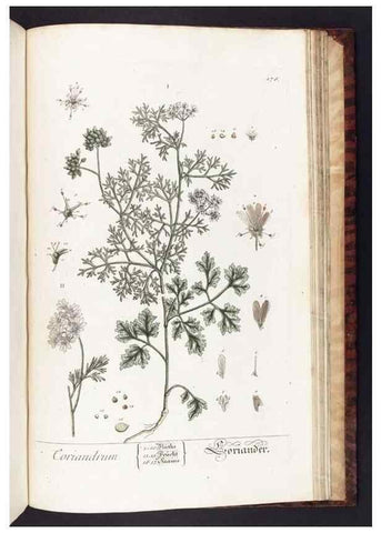 Reproducción/Reproduction 8380623260: Herbarium Blackwellianum emendatum et auctum, id est, Elisabethae Blackwell collectio stirpium. Norimbergae : Typis Io. Iosephi Fleischmanni, 1750-1773.