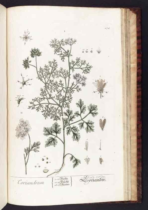 Reproducción/Reproduction 8380623260: Herbarium Blackwellianum emendatum et auctum, id est, Elisabethae Blackwell collectio stirpium. Norimbergae : Typis Io. Iosephi Fleischmanni, 1750-1773.