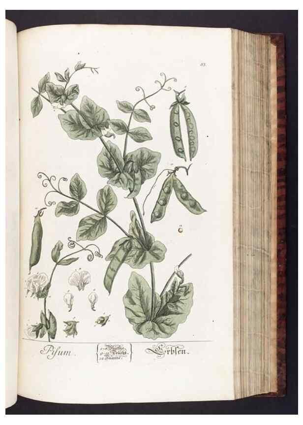 Reproducción/Reproduction 8380600968: Herbarium Blackwellianum emendatum et auctum, id est, Elisabethae Blackwell collectio stirpium. Norimbergae : Typis Io. Iosephi Fleischmanni, 1750-1773.