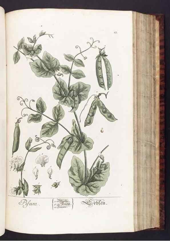 Reproducción/Reproduction 8380600968: Herbarium Blackwellianum emendatum et auctum, id est, Elisabethae Blackwell collectio stirpium. Norimbergae : Typis Io. Iosephi Fleischmanni, 1750-1773.