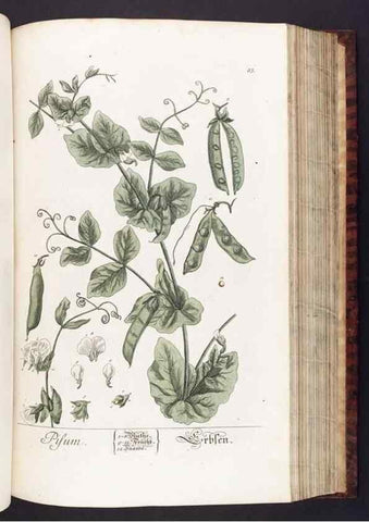 Reproducción/Reproduction 8380600968: Herbarium Blackwellianum emendatum et auctum, id est, Elisabethae Blackwell collectio stirpium. Norimbergae : Typis Io. Iosephi Fleischmanni, 1750-1773.