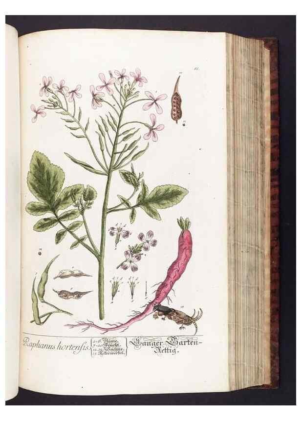 Reproducción/Reproduction 8379521043: Herbarium Blackwellianum emendatum et auctum, id est, Elisabethae Blackwell collectio stirpium. Norimbergae : Typis Io. Iosephi Fleischmanni, 1750-1773.