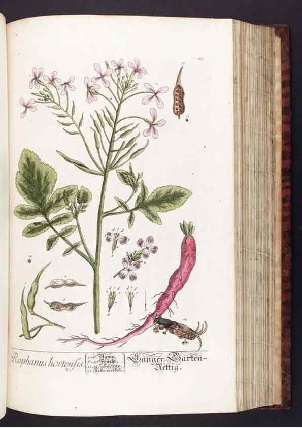 Reproducción/Reproduction 8379521043: Herbarium Blackwellianum emendatum et auctum, id est, Elisabethae Blackwell collectio stirpium. Norimbergae : Typis Io. Iosephi Fleischmanni, 1750-1773.
