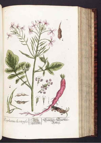 Reproducción/Reproduction 8379521043: Herbarium Blackwellianum emendatum et auctum, id est, Elisabethae Blackwell collectio stirpium. Norimbergae : Typis Io. Iosephi Fleischmanni, 1750-1773.