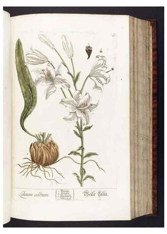 Reproducción/Reproduction 8380585494: Herbarium Blackwellianum emendatum et auctum, id est, Elisabethae Blackwell collectio stirpium. Norimbergae : Typis Io. Iosephi Fleischmanni, 1750-1773.
