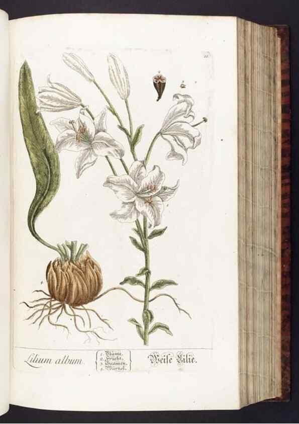 Reproducción/Reproduction 8380585494: Herbarium Blackwellianum emendatum et auctum, id est, Elisabethae Blackwell collectio stirpium. Norimbergae : Typis Io. Iosephi Fleischmanni, 1750-1773.