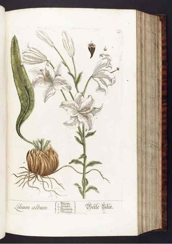 Reproducción/Reproduction 8380585494: Herbarium Blackwellianum emendatum et auctum, id est, Elisabethae Blackwell collectio stirpium. Norimbergae : Typis Io. Iosephi Fleischmanni, 1750-1773.
