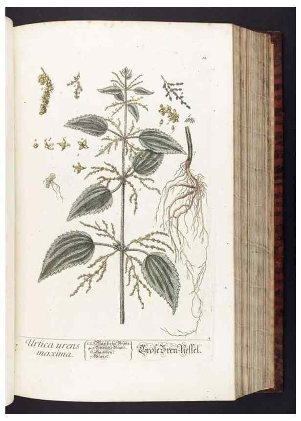 Reproducción/Reproduction 8380585792: Herbarium Blackwellianum emendatum et auctum, id est, Elisabethae Blackwell collectio stirpium. Norimbergae : Typis Io. Iosephi Fleischmanni, 1750-1773.