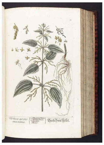 Reproducción/Reproduction 8380585792: Herbarium Blackwellianum emendatum et auctum, id est, Elisabethae Blackwell collectio stirpium. Norimbergae : Typis Io. Iosephi Fleischmanni, 1750-1773.