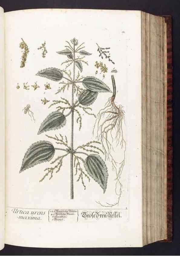 Reproducción/Reproduction 8380585792: Herbarium Blackwellianum emendatum et auctum, id est, Elisabethae Blackwell collectio stirpium. Norimbergae : Typis Io. Iosephi Fleischmanni, 1750-1773.
