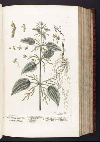 Reproducción/Reproduction 8380585792: Herbarium Blackwellianum emendatum et auctum, id est, Elisabethae Blackwell collectio stirpium. Norimbergae : Typis Io. Iosephi Fleischmanni, 1750-1773.