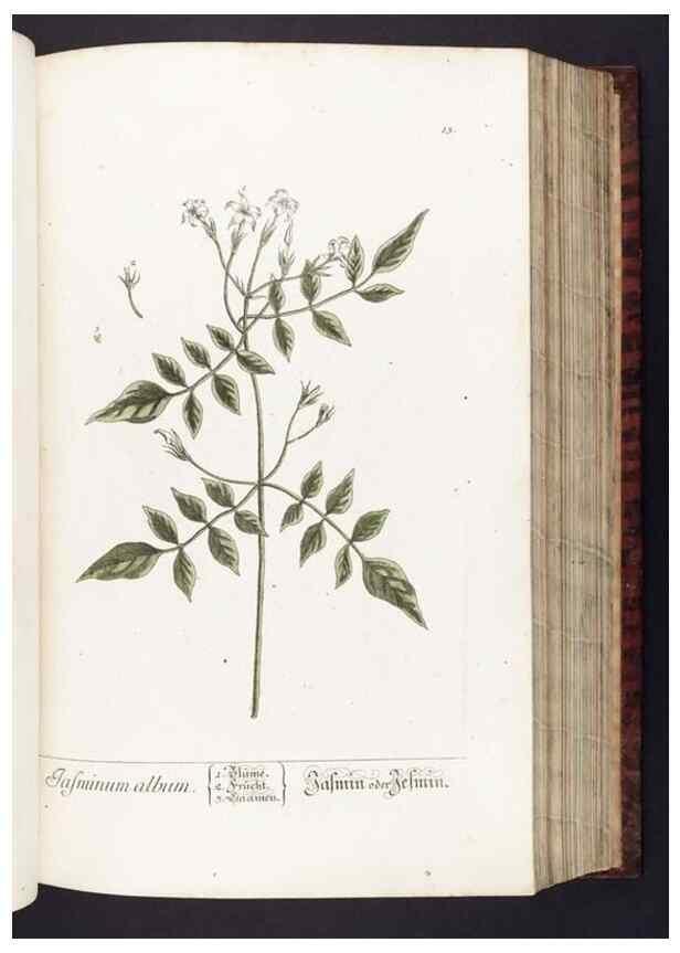 Reproducción/Reproduction 8379506457: Herbarium Blackwellianum emendatum et auctum, id est, Elisabethae Blackwell collectio stirpium. Norimbergae : Typis Io. Iosephi Fleischmanni, 1750-1773.