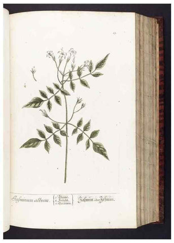 Reproducción/Reproduction 8379506457: Herbarium Blackwellianum emendatum et auctum, id est, Elisabethae Blackwell collectio stirpium. Norimbergae : Typis Io. Iosephi Fleischmanni, 1750-1773.