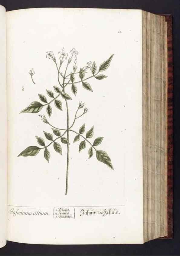 Reproducción/Reproduction 8379506457: Herbarium Blackwellianum emendatum et auctum, id est, Elisabethae Blackwell collectio stirpium. Norimbergae : Typis Io. Iosephi Fleischmanni, 1750-1773.