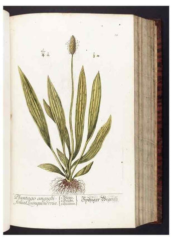 Reproducción/Reproduction 8380586226: Herbarium Blackwellianum emendatum et auctum, id est, Elisabethae Blackwell collectio stirpium. Norimbergae : Typis Io. Iosephi Fleischmanni, 1750-1773.