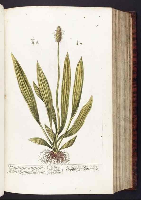 Reproducción/Reproduction 8380586226: Herbarium Blackwellianum emendatum et auctum, id est, Elisabethae Blackwell collectio stirpium. Norimbergae : Typis Io. Iosephi Fleischmanni, 1750-1773.