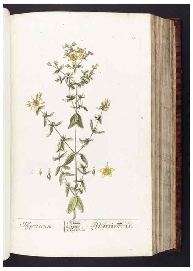 Reproducción/Reproduction 8379506807: Herbarium Blackwellianum emendatum et auctum, id est, Elisabethae Blackwell collectio stirpium. Norimbergae : Typis Io. Iosephi Fleischmanni, 1750-1773.