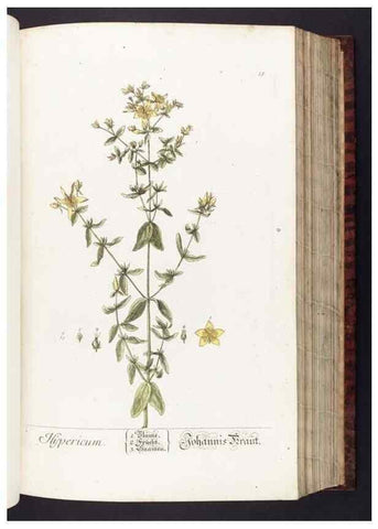Reproducción/Reproduction 8379506807: Herbarium Blackwellianum emendatum et auctum, id est, Elisabethae Blackwell collectio stirpium. Norimbergae : Typis Io. Iosephi Fleischmanni, 1750-1773.