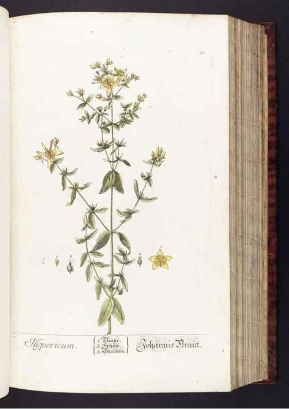 Reproducción/Reproduction 8379506807: Herbarium Blackwellianum emendatum et auctum, id est, Elisabethae Blackwell collectio stirpium. Norimbergae : Typis Io. Iosephi Fleischmanni, 1750-1773.