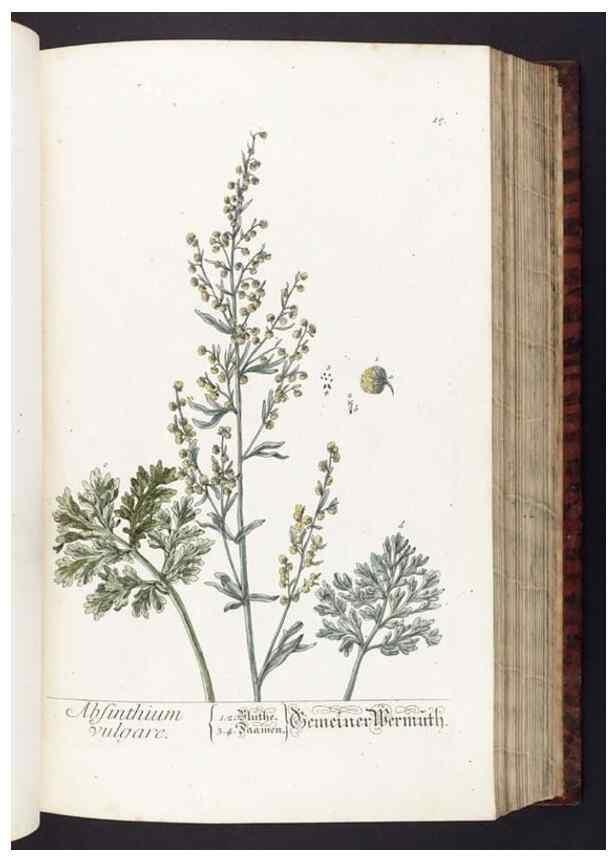 Reproducción/Reproduction 8379507121: Herbarium Blackwellianum emendatum et auctum, id est, Elisabethae Blackwell collectio stirpium. Norimbergae : Typis Io. Iosephi Fleischmanni, 1750-1773.