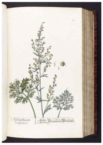 Reproducción/Reproduction 8379507121: Herbarium Blackwellianum emendatum et auctum, id est, Elisabethae Blackwell collectio stirpium. Norimbergae : Typis Io. Iosephi Fleischmanni, 1750-1773.