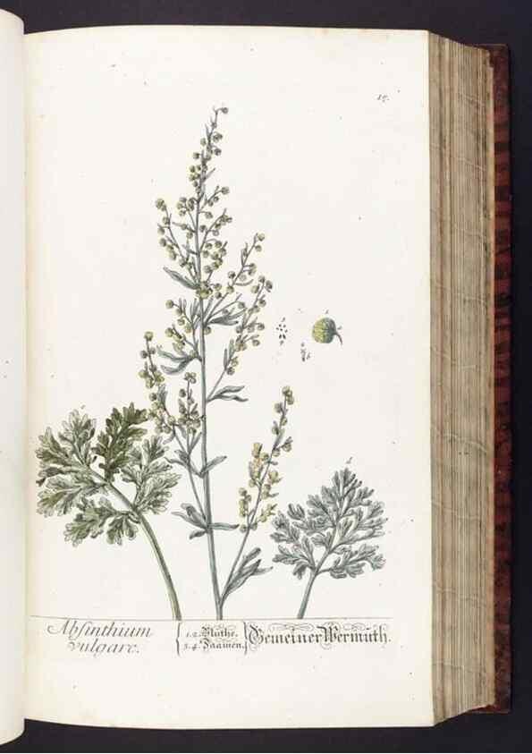 Reproducción/Reproduction 8379507121: Herbarium Blackwellianum emendatum et auctum, id est, Elisabethae Blackwell collectio stirpium. Norimbergae : Typis Io. Iosephi Fleischmanni, 1750-1773.