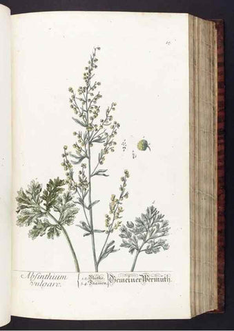 Reproducción/Reproduction 8379507121: Herbarium Blackwellianum emendatum et auctum, id est, Elisabethae Blackwell collectio stirpium. Norimbergae : Typis Io. Iosephi Fleischmanni, 1750-1773.