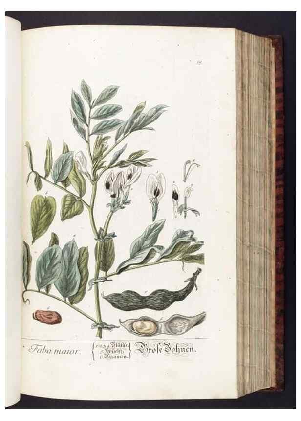 Reproducción/Reproduction 8380587168: Herbarium Blackwellianum emendatum et auctum, id est, Elisabethae Blackwell collectio stirpium. Norimbergae : Typis Io. Iosephi Fleischmanni, 1750-1773.