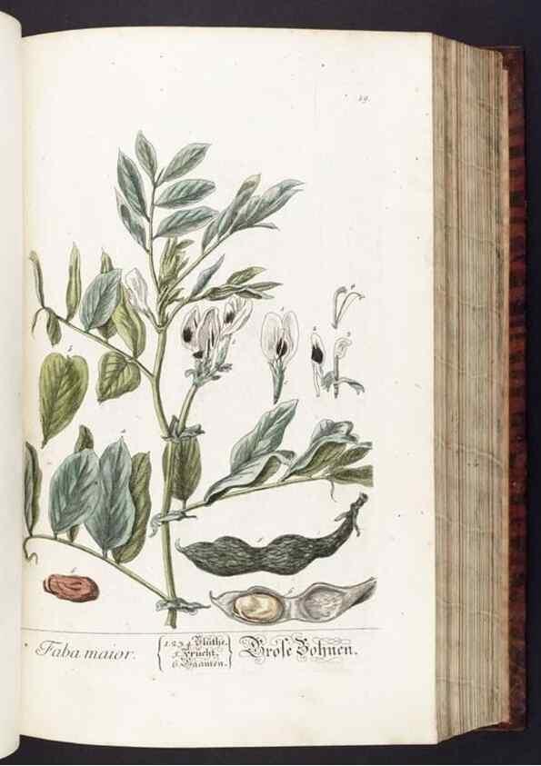 Reproducción/Reproduction 8380587168: Herbarium Blackwellianum emendatum et auctum, id est, Elisabethae Blackwell collectio stirpium. Norimbergae : Typis Io. Iosephi Fleischmanni, 1750-1773.