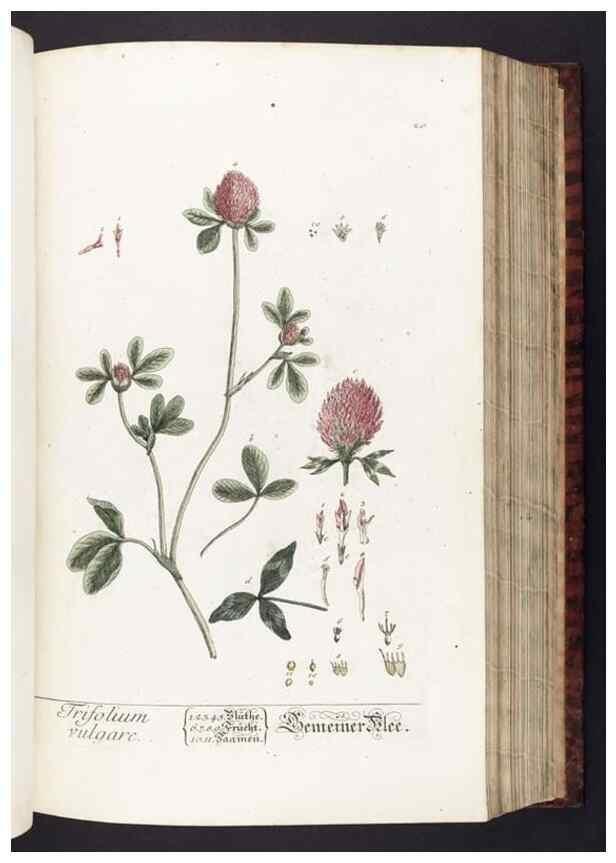 Reproducción/Reproduction 8379507753: Herbarium Blackwellianum emendatum et auctum, id est, Elisabethae Blackwell collectio stirpium. Norimbergae : Typis Io. Iosephi Fleischmanni, 1750-1773.