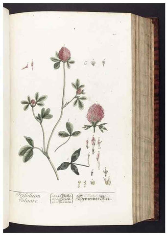 Reproducción/Reproduction 8379507753: Herbarium Blackwellianum emendatum et auctum, id est, Elisabethae Blackwell collectio stirpium. Norimbergae : Typis Io. Iosephi Fleischmanni, 1750-1773.