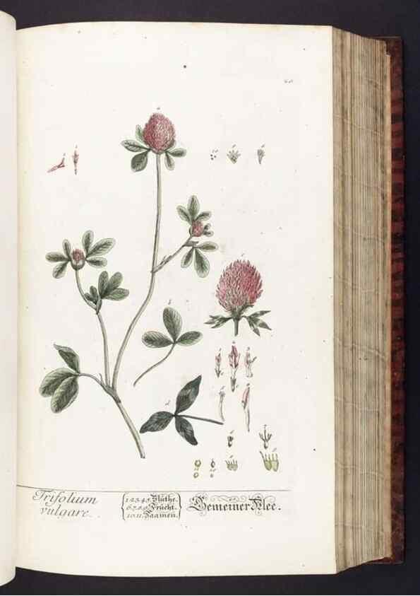 Reproducción/Reproduction 8379507753: Herbarium Blackwellianum emendatum et auctum, id est, Elisabethae Blackwell collectio stirpium. Norimbergae : Typis Io. Iosephi Fleischmanni, 1750-1773.