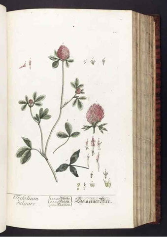 Reproducción/Reproduction 8379507753: Herbarium Blackwellianum emendatum et auctum, id est, Elisabethae Blackwell collectio stirpium. Norimbergae : Typis Io. Iosephi Fleischmanni, 1750-1773.