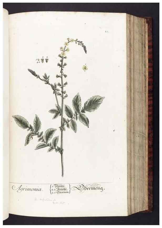 Reproducción/Reproduction 8380587598: Herbarium Blackwellianum emendatum et auctum, id est, Elisabethae Blackwell collectio stirpium. Norimbergae : Typis Io. Iosephi Fleischmanni, 1750-1773.