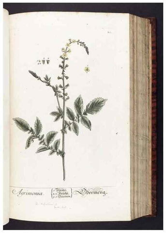 Reproducción/Reproduction 8380587598: Herbarium Blackwellianum emendatum et auctum, id est, Elisabethae Blackwell collectio stirpium. Norimbergae : Typis Io. Iosephi Fleischmanni, 1750-1773.
