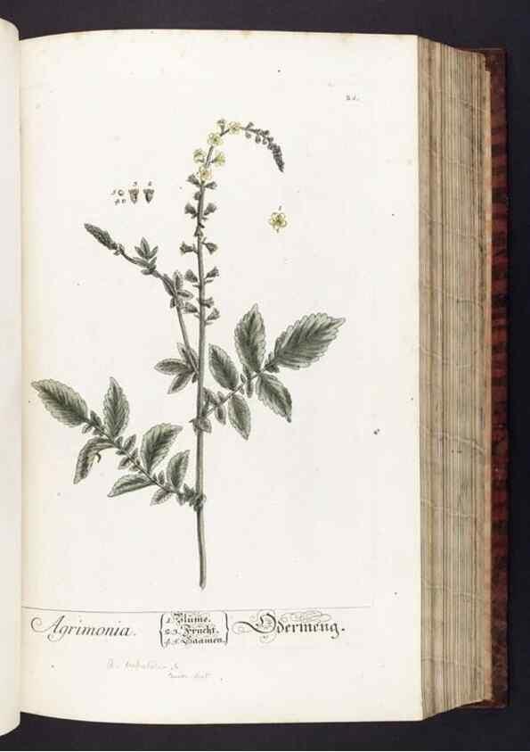 Reproducción/Reproduction 8380587598: Herbarium Blackwellianum emendatum et auctum, id est, Elisabethae Blackwell collectio stirpium. Norimbergae : Typis Io. Iosephi Fleischmanni, 1750-1773.
