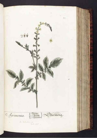Reproducción/Reproduction 8380587598: Herbarium Blackwellianum emendatum et auctum, id est, Elisabethae Blackwell collectio stirpium. Norimbergae : Typis Io. Iosephi Fleischmanni, 1750-1773.
