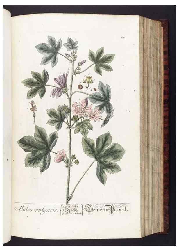 Reproducción/Reproduction 8379508133: Herbarium Blackwellianum emendatum et auctum, id est, Elisabethae Blackwell collectio stirpium. Norimbergae : Typis Io. Iosephi Fleischmanni, 1750-1773.
