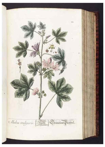 Reproducción/Reproduction 8379508133: Herbarium Blackwellianum emendatum et auctum, id est, Elisabethae Blackwell collectio stirpium. Norimbergae : Typis Io. Iosephi Fleischmanni, 1750-1773.