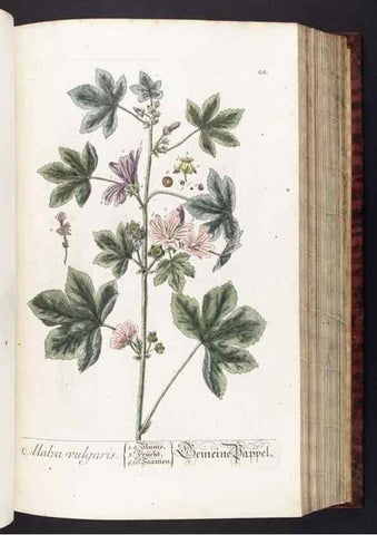 Reproducción/Reproduction 8379508133: Herbarium Blackwellianum emendatum et auctum, id est, Elisabethae Blackwell collectio stirpium. Norimbergae : Typis Io. Iosephi Fleischmanni, 1750-1773.
