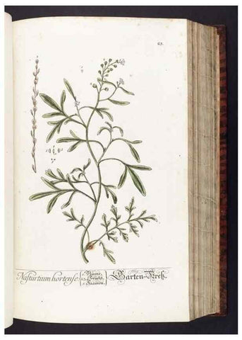 Reproducción/Reproduction 8379508375: Herbarium Blackwellianum emendatum et auctum, id est, Elisabethae Blackwell collectio stirpium. Norimbergae : Typis Io. Iosephi Fleischmanni, 1750-1773.