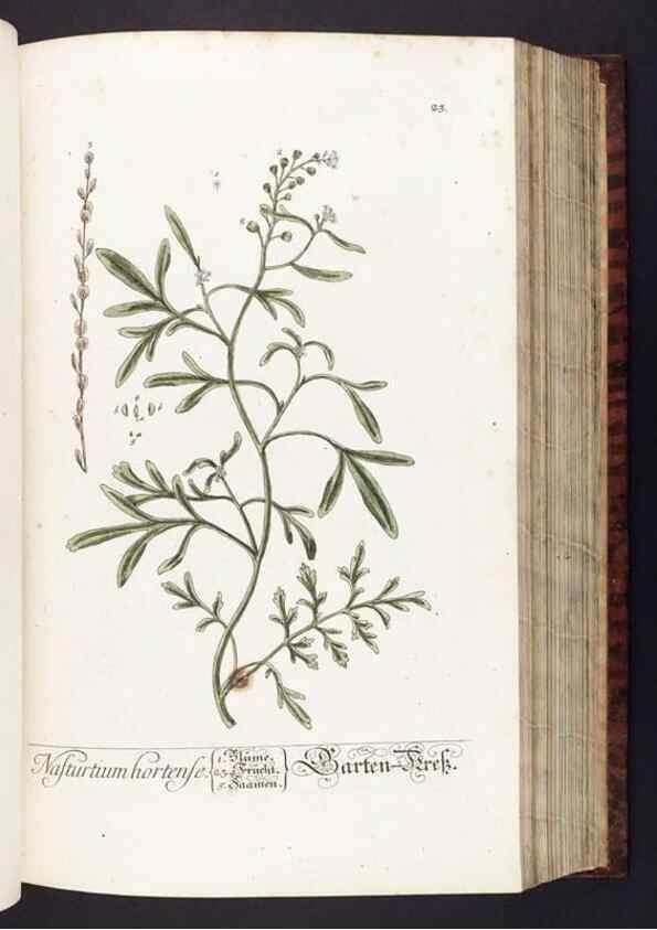 Reproducción/Reproduction 8379508375: Herbarium Blackwellianum emendatum et auctum, id est, Elisabethae Blackwell collectio stirpium. Norimbergae : Typis Io. Iosephi Fleischmanni, 1750-1773.