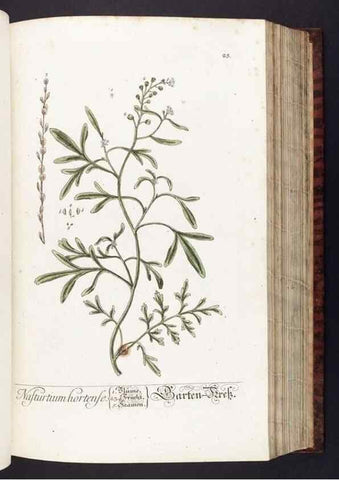 Reproducción/Reproduction 8379508375: Herbarium Blackwellianum emendatum et auctum, id est, Elisabethae Blackwell collectio stirpium. Norimbergae : Typis Io. Iosephi Fleischmanni, 1750-1773.